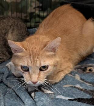 Acacia (Spayed) (Empty-Nester) (Photos June 2026) -  Tabby and Domestic Short Hair Cat for Adoption in Marietta, Ohio - Acacia (Spayed) (Empty-Nester) (Photos June 2026) | PetCurious