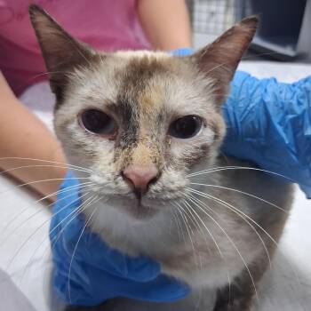 Julia -  Domestic Short Hair and Siamese Cat for Adoption in Summerville, South Carolina - Julia | PetCurious