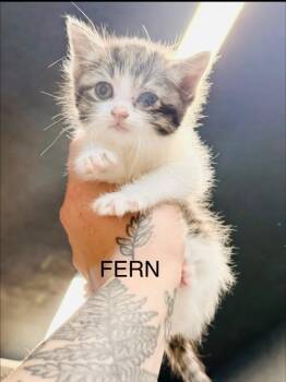 Domestic Short Hair Cats Available for Adoption in Fayetteville, Tennessee - Fern | PetCurious