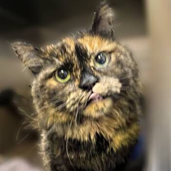 Rescue Domestic Long Hair Cats for Adoption in Springfield, Illinois - Calliope | PetCurious