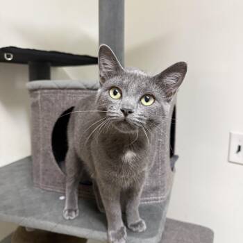 Luna -  Domestic Short Hair Cat for Adoption in Hendersonville, Tennessee - Luna | PetCurious