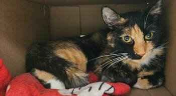 Mary / Jane -  Domestic Short Hair Cat for Adoption in Fremont, Ohio - Mary / Jane | PetCurious