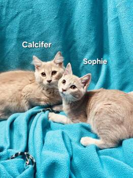 Sophie (f) and Calcifer (m) -  Domestic Short Hair Cat for Adoption in Temple, Pennsylvania - Sophie (f) And Calcifer (m) | PetCurious