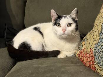 American Shorthair Cats Available for Adoption - Osaka | PetCurious