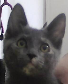 Domestic Short Hair Cats Available for Adoption in Dayton, Minnesota - Athena | PetCurious