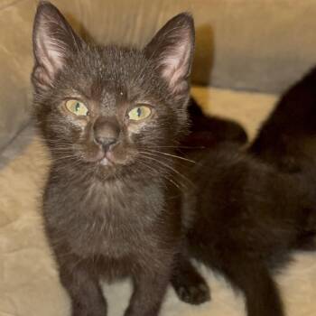 Domestic Short Hair Cats Available for Adoption in Little Mountain, South Carolina - Daniel | PetCurious