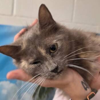 Alakazam -  Domestic Medium Hair Cat for Adoption in Eureka Springs, Arkansas - Alakazam | PetCurious