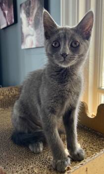 Rescue Domestic Short Hair Cats for Adoption in Seal Beach, California - Olive | PetCurious