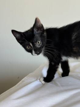 Sriracha -  Calico Cat for Adoption - Sriracha | PetCurious