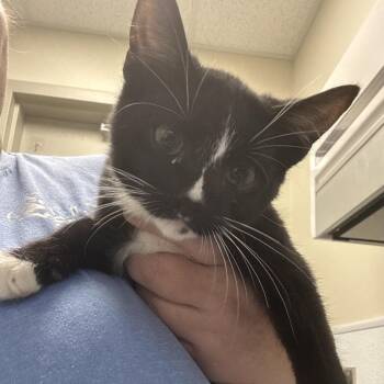 Toothy -  Domestic Medium Hair Cat for Adoption in Tulsa, Oklahoma - Toothy | PetCurious