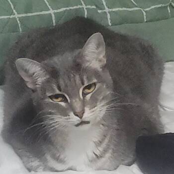 Alo -  Domestic Short Hair and Tabby Cat for Adoption in Liverpool, Texas - Alo | PetCurious