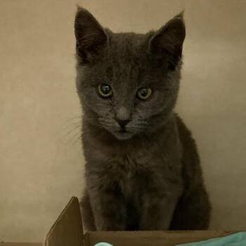 Tuesday (was Bohemian) -  Domestic Short Hair Cat for Adoption in Westminster, California - Tuesday (was Bohemian) | PetCurious