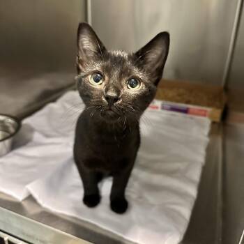 Uno -  Domestic Short Hair Cat for Adoption in Chattanooga, Tennessee - Uno | PetCurious