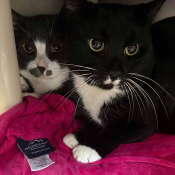 Mochi -  Domestic Short Hair Cat for Adoption in Brockton, Massachusetts - Mochi | PetCurious