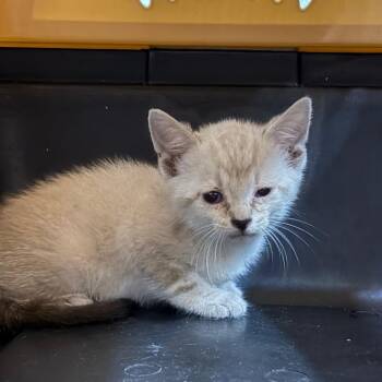 Badger -  Domestic Short Hair Cat for Adoption in Summerville, South Carolina - Badger | PetCurious