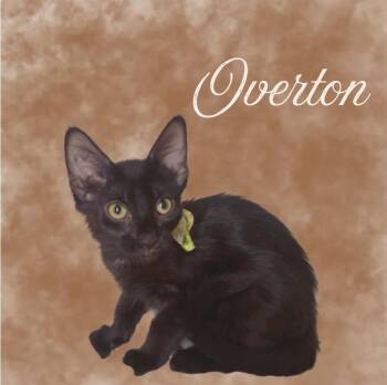 Overton -  Domestic Short Hair Cat for Adoption in Mountain Home, Arkansas - Overton | PetCurious
