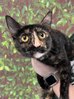 Rescue Domestic Short Hair Cats for Adoption in San Antonio, Texas - Enchilada | PetCurious