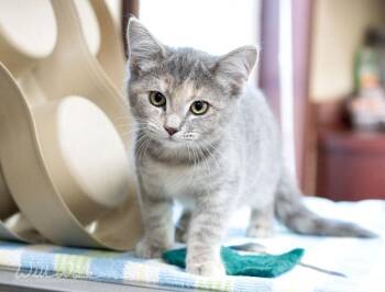 Nina -  Domestic Short Hair Cat for Adoption in Monroe, Georgia - Nina | PetCurious