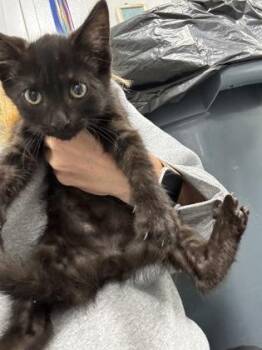 939-26 -  Domestic Short Hair Cat for Adoption in Cumming, Georgia - 939-26 | PetCurious