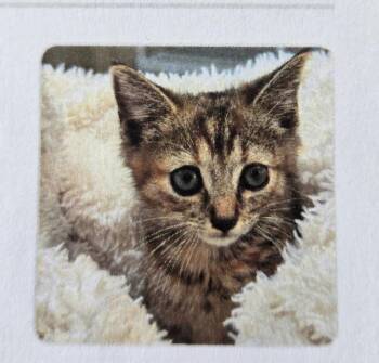 Camila -  Tabby Cat for Adoption in Mount Airy, North Carolina - Camila | PetCurious