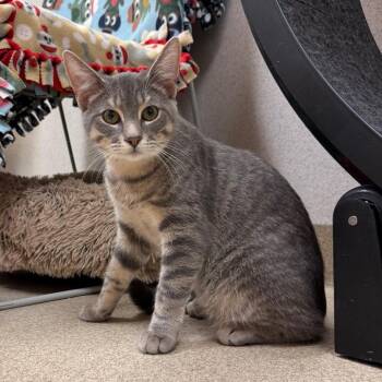 Domestic Short Hair Cats Available for Adoption in Naperville, Illinois - Ash | PetCurious