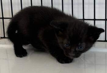 Kitten 5 feral mom -  Domestic Medium Hair Cat for Adoption in Green River, Wyoming - Kitten 5 Feral Mom | PetCurious