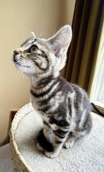 Ziggy -  Tabby Cat for Adoption in Alameda, California - Ziggy | PetCurious