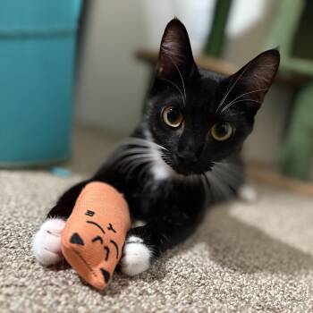 Mama Mochi -  Domestic Short Hair Cat for Adoption in Davis, California - Mama Mochi | PetCurious