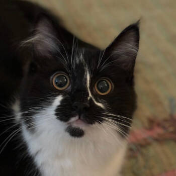 Rescue Domestic Medium Hair Cats for Adoption in Merrifield, Virginia - Bambina (Bambi) Kuwait (bonded With Lilou Kuwait) | PetCurious