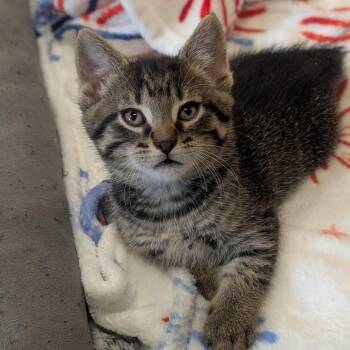 Miller -  Domestic Short Hair Cat for Adoption in Prairie Du Chien, Wisconsin - Miller | PetCurious