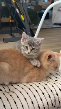 Swirl -  Domestic Short Hair Cat for Adoption in Union Grove, Wisconsin - Swirl | PetCurious