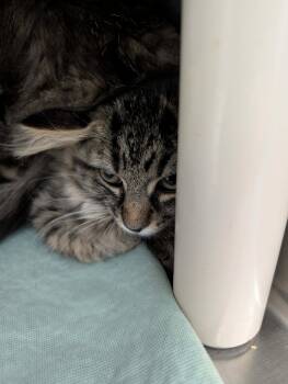 Amazon - At shelter -  Domestic Short Hair Cat for Adoption in Rustburg, Virginia - Amazon - At Shelter | PetCurious