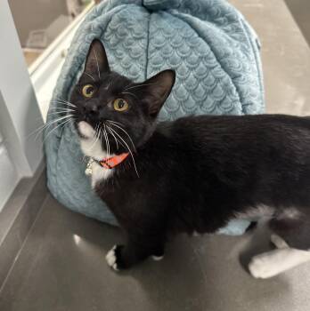 Rescue Domestic Short Hair Cats for Adoption in Lufkin, Texas - Holly | PetCurious