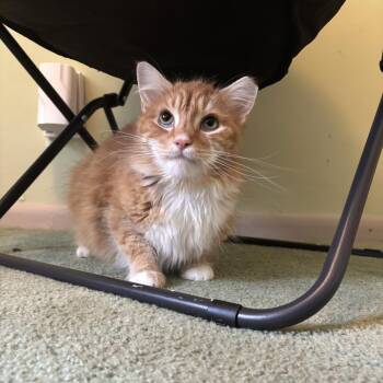 Zuko -  Domestic Long Hair Cat Available for Adoption in Gibsonia, Pennsylvania - Zuko | PetCurious