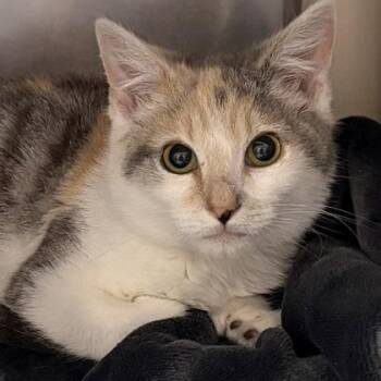 Calico and Domestic Short Hair Cats Available for Adoption - Foxy | PetCurious