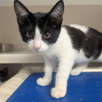 G.G. -  Domestic Short Hair Cat for Adoption in Watertown, New York - G.G. | PetCurious