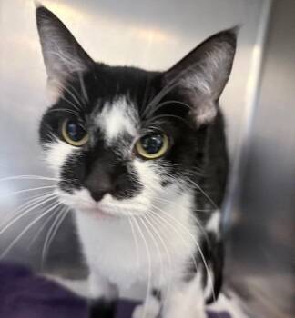 Panda Princess -  Domestic Short Hair Cat Available for Adoption in Ogdensburg, New York - Panda Princess | PetCurious