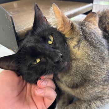 Domestic Short Hair Cats Available for Adoption in Carencro, Louisiana - No Wifi | PetCurious