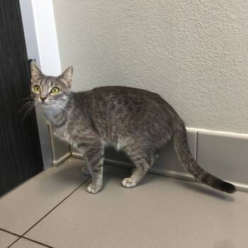 Rescue Domestic Short Hair Cats for Adoption in Greenville, Texas - Cookie | PetCurious