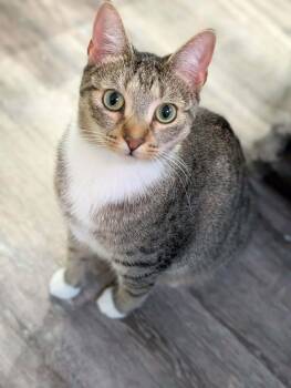 Vega -  Domestic Short Hair Cat for Adoption in Brooks, Maine - Vega | PetCurious