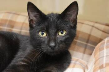 Brewster -  Domestic Short Hair Cat for Adoption in Kansas City, Missouri - Brewster | PetCurious
