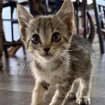 Tinkerbell -  Domestic Short Hair Cat for Adoption in New Tazewell, Tennessee - Tinkerbell | PetCurious