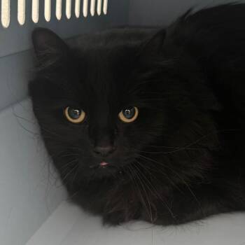 Mojo -  Domestic Long Hair Cat for Adoption in Lakewood, Colorado - Mojo | PetCurious