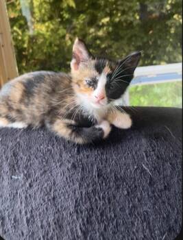 Puzzle -  Domestic Short Hair Cat for Adoption in Johnson City, Tennessee - Puzzle | PetCurious