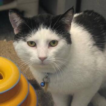 Zimba -  Domestic Short Hair Cat for Adoption in Lansing, Michigan - Zimba | PetCurious