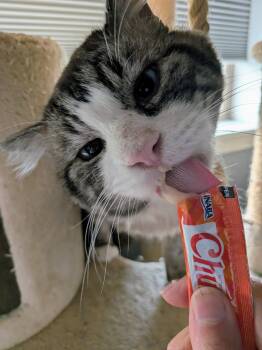 Big Mike -  Domestic Long Hair and Snowshoe Cat for Adoption in Denver, Colorado - Big Mike | PetCurious
