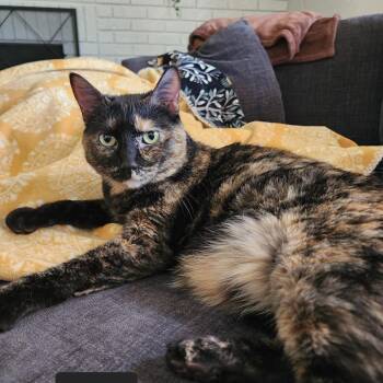 Yuumi -  Tortoiseshell Cat for Adoption in Manitou Springs, Colorado - Yuumi | PetCurious