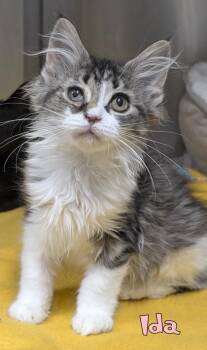 Ida -  Domestic Long Hair and Domestic Short Hair Cat for Adoption in Mason, Michigan - Ida | PetCurious