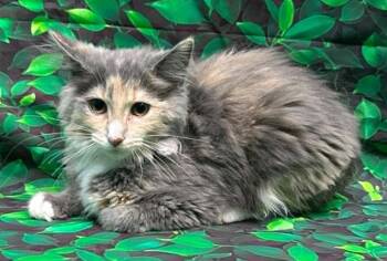 Domestic Medium Hair and American Bobtail Cats Available for Adoption in Wetumpka, Alabama - 260453  Fork | PetCurious