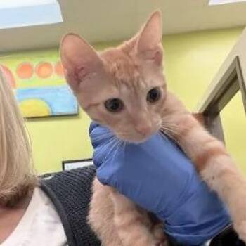 Genie -  Domestic Short Hair Cat for Adoption in Lynchburg, Virginia - Genie | PetCurious